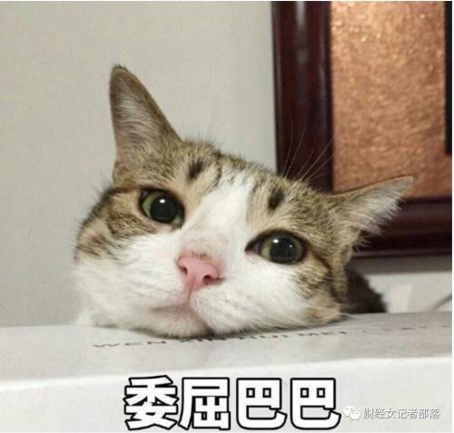 女子买81只猫欠债70万卖房都没还清 网贷平台