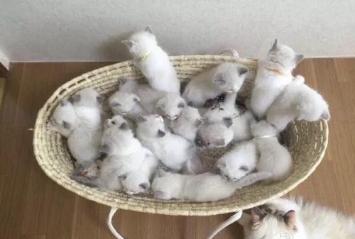 主人给猫相亲:对方要有北京150平以上房子