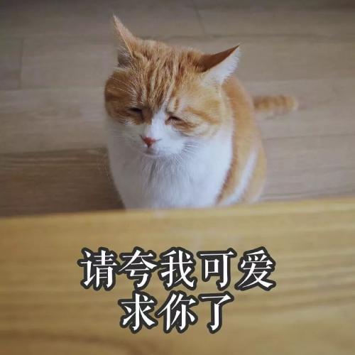 主人给猫相亲:对方要有北京150平以上房子