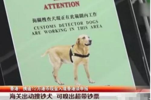 去香港有新规，小心被罚50万还要坐牢！4只钞票搜查犬上岗，4类人要当心了