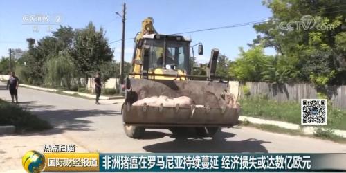 【紧急】非洲猪瘟疫情持续蔓延！经济损失或达数亿欧元，如何应对？