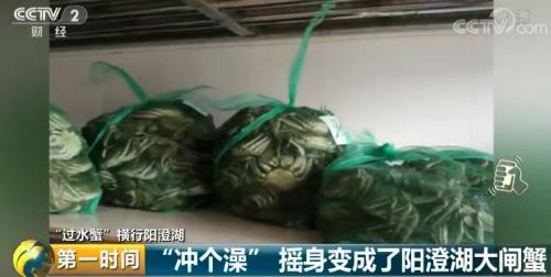 阳澄湖大闸蟹网红店：一年卖几十万件，竟没有一件是真的！批发商：我都要笑死了…