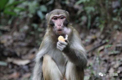 【e公司调查】景区“降价令”落地满百日：相关上市公司深陷五大困惑，有董事长称“压力前所未有”！