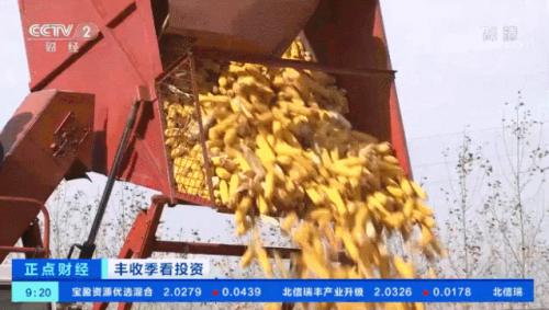 疯狂的玉米！期货价格刷历史新高！还会继续飙涨吗？
