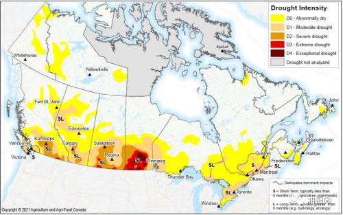加拿大干旱威胁油菜籽产量，或致全球植物油供应紧张