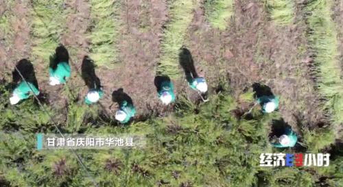 中药材掀“涨价潮”！价格翻番！返乡大学生回家“种药”，年入超40万元！