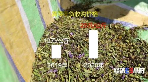中药材掀“涨价潮”！价格翻番！返乡大学生回家“种药”，年入超40万元！