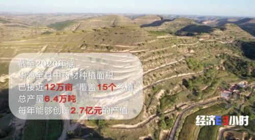 中药材掀“涨价潮”！价格翻番！返乡大学生回家“种药”，年入超40万元！