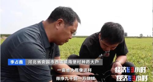 中药材掀“涨价潮”！价格翻番！返乡大学生回家“种药”，年入超40万元！