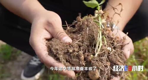 中药材掀“涨价潮”！价格翻番！返乡大学生回家“种药”，年入超40万元！