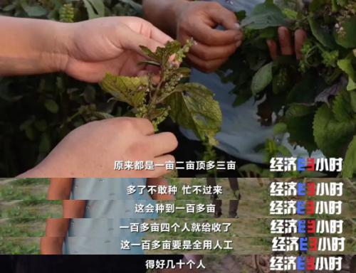 中药材掀“涨价潮”！价格翻番！返乡大学生回家“种药”，年入超40万元！