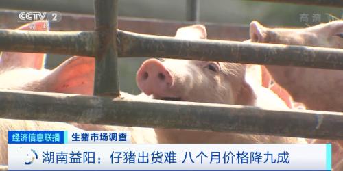 多处龙头猪企猪场“烂尾”！8个月价格降90%，仔猪150元一只都难卖！本轮猪周期拐点来了吗？