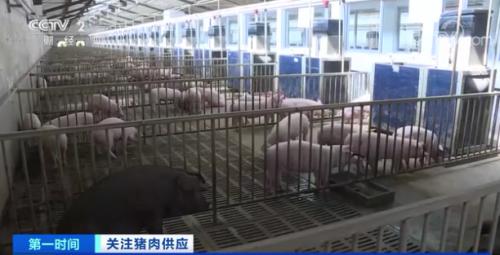 卖一头猪，亏300元？！养殖企业：亏损也要卖…春节肉价怎么走？