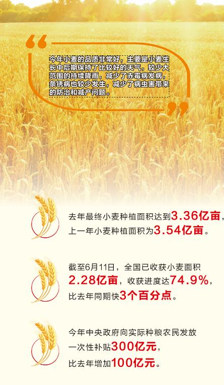 小麦大丰收！亩产超过1200斤，有的能到1500斤！