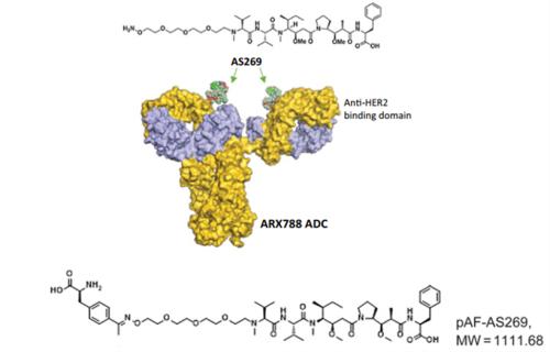 ARX788被放弃，HER2 ADC多米诺骨牌又倒下一张