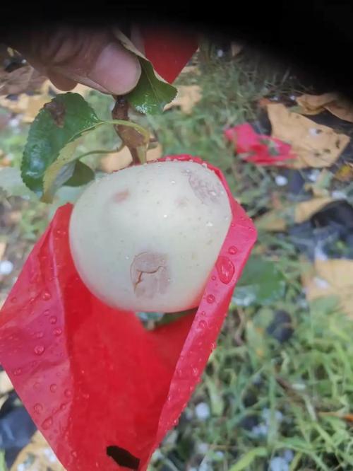 『普通』主题: 正值新产季摘袋期 陕西突降冰雹有何影响